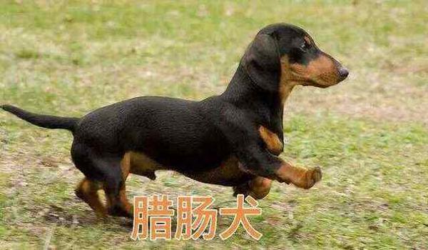 三角洲寻血猎犬在哪个区多(寻血猎犬在三角洲哪个区最稀有?) 三角洲寻血猎犬在哪个区多(寻血猎犬在三角洲哪个区最稀有?)