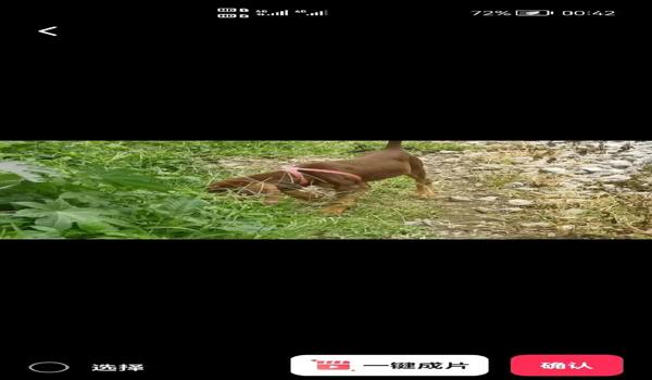 三角洲遇见寻血猎犬怎么举报(提供三角洲遇见寻血猎犬的举报链接) 三角洲遇见寻血猎犬怎么举报(提供三角洲遇见寻血猎犬的举报链接)