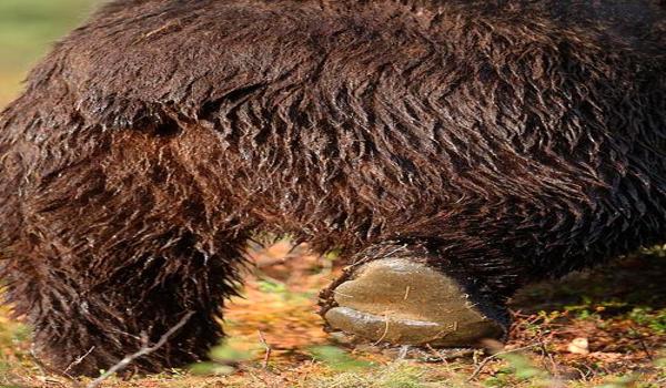 三角洲寻血猎犬都是红狼吗(三角洲寻血猎犬里有没有红狼?) 三角洲寻血猎犬都是红狼吗(三角洲寻血猎犬里有没有红狼?)